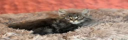 Maine Coon cats for sale: TICA registered Maine Coon Kittens  - Advert 10