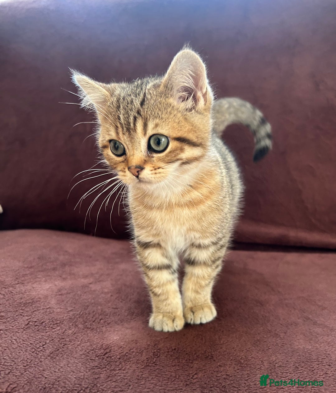 British Shorthair cats for sale: British shorthair Chocolate Boy - Advert 4