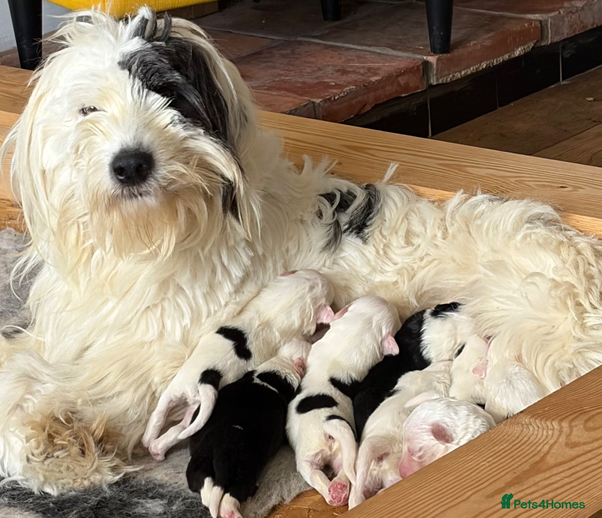 Mixed Breed dogs Old English Sheepdog mix  - Advert 1