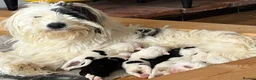 Mixed Breed dogs for sale: Old English Sheepdog mix  - Advert 1