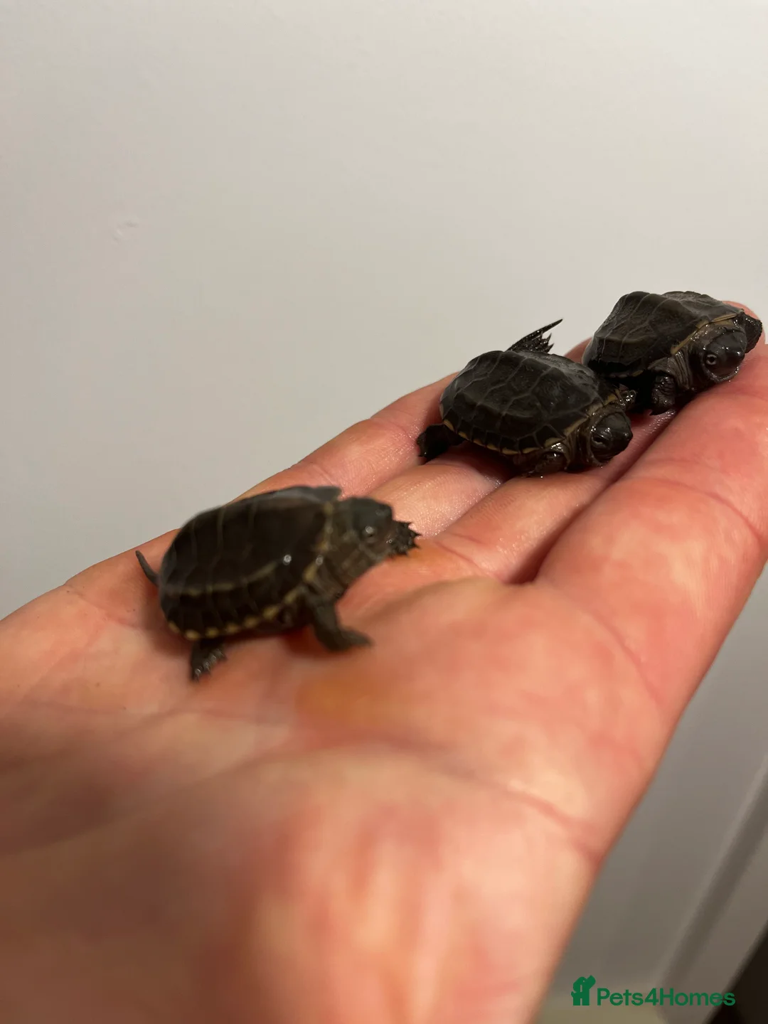 Turtle reptiles for sale: Baby Reeves Turtles and full setups available  - Advert 7