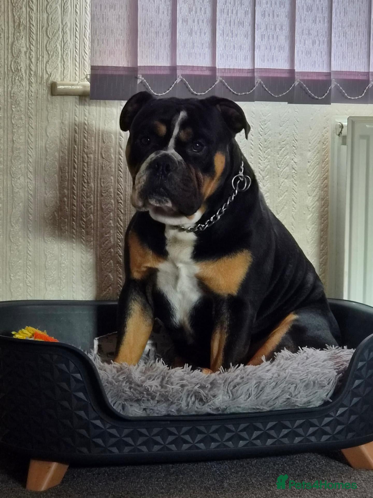 Mixed Breed dogs for sale: 3 year old bulldog mix - Advert 12