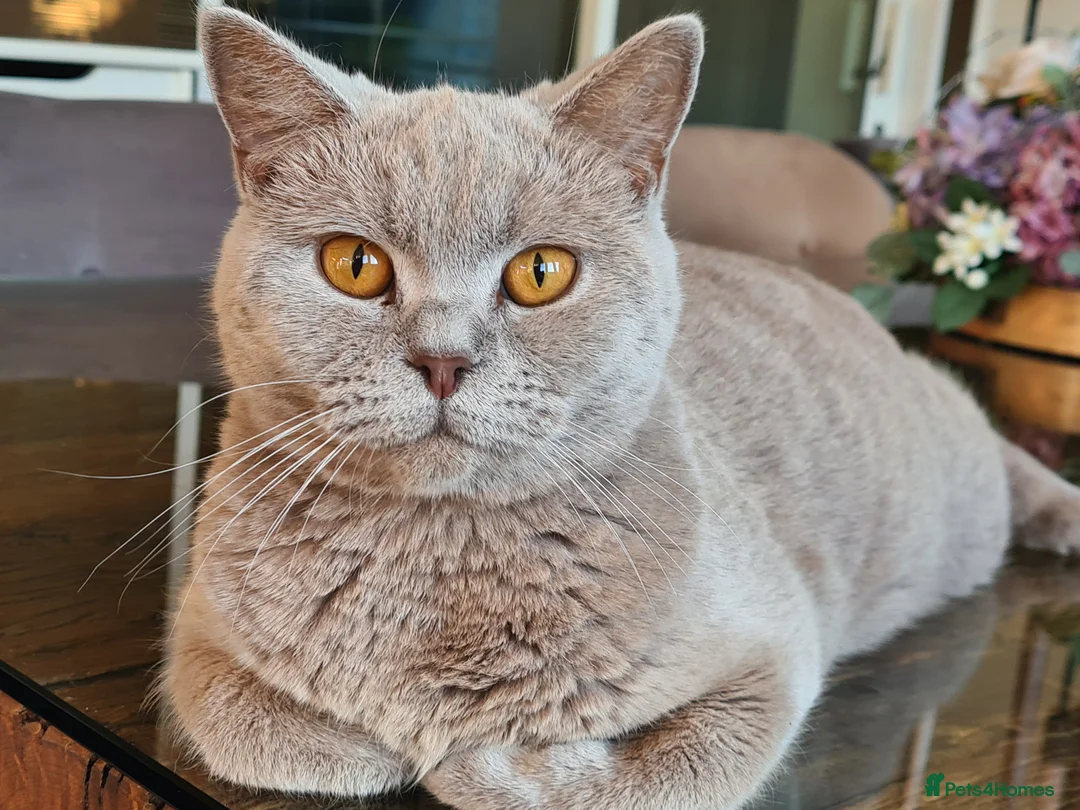 British Shorthair cats for sale: Lovely British shorthair looking for new home  - Advert 2