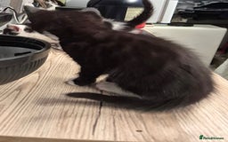 Mixed Breed cats for sale: Friendly kitten - Advert 4