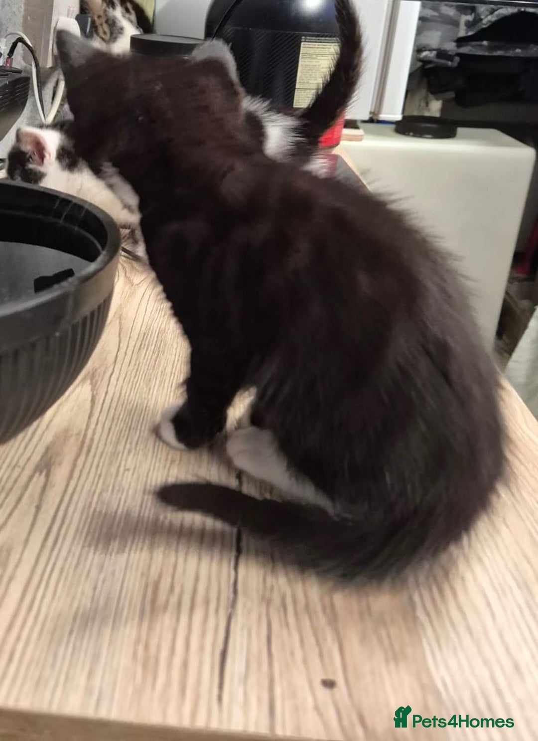 Mixed Breed cats for sale: Friendly kitten - Advert 4