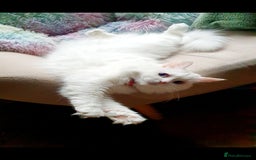 Siberian cats for sale: Siberian kittens are looking for a forever home🌹 - Image 13