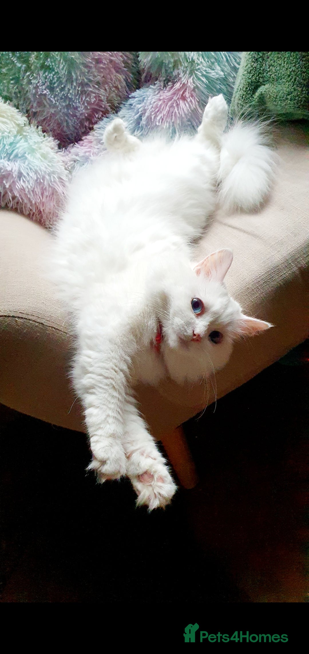 Siberian cats for sale: Siberian kittens are looking for a forever home🌹 - Image 13