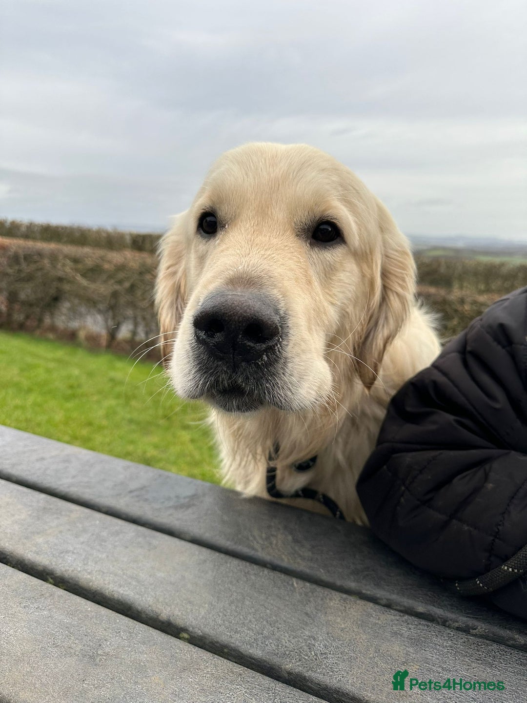 Golden Retriever dogs for stud: Dog available for stud - Advert 3