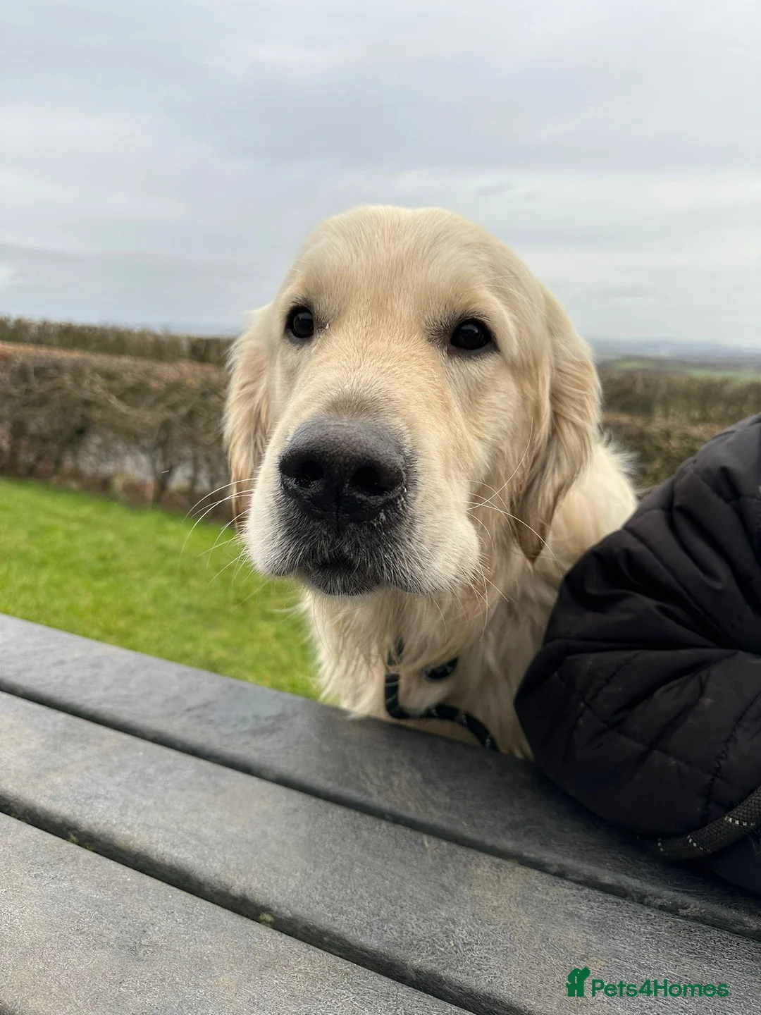 Golden Retriever dogs for stud: Dog available for stud - Advert 3