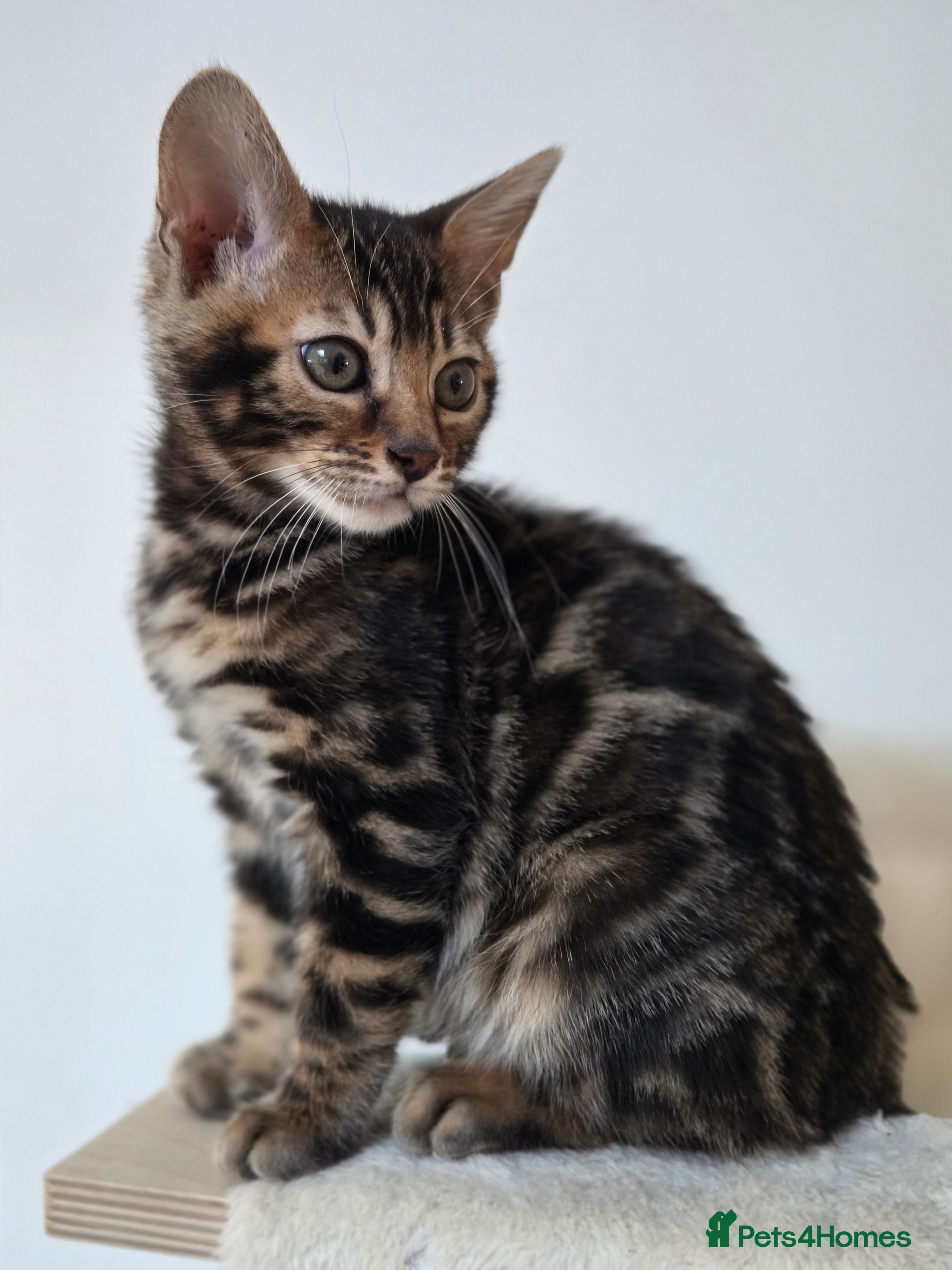 Bengal cats Tica register Bengal Kittens 😸  - Advert 17