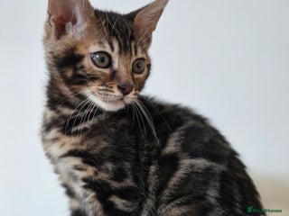 Bengal cats Tica register Bengal Kittens 😸 - Advert 17