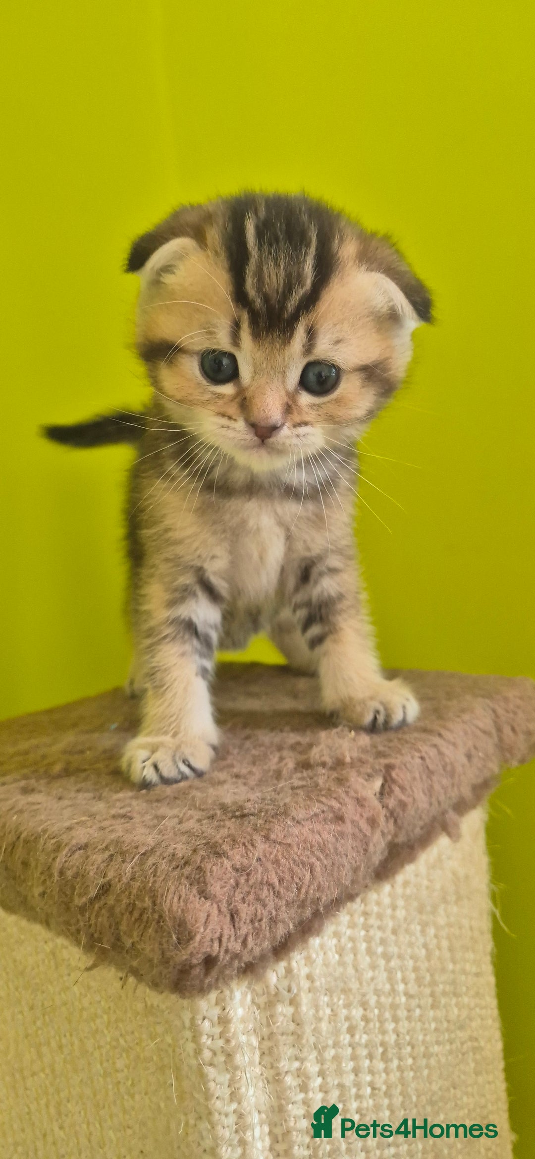 British Shorthair cats for sale: Beautiful Kittens for sale - Image 3