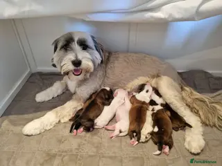 Tibetan Terrier dogs Tibetan Terrier Puppies For Sale - Advert 1