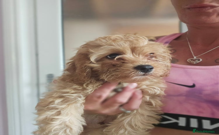Cavapoo dogs - Advert 1