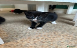 Mixed Breed cats for sale: Beautiful litter off kittens  - Image 35