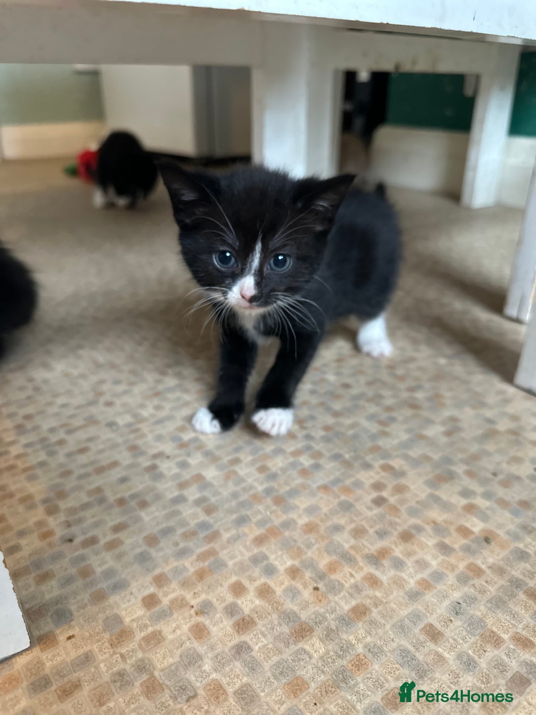 Mixed Breed cats for sale: Beautiful litter off kittens  - Image 35