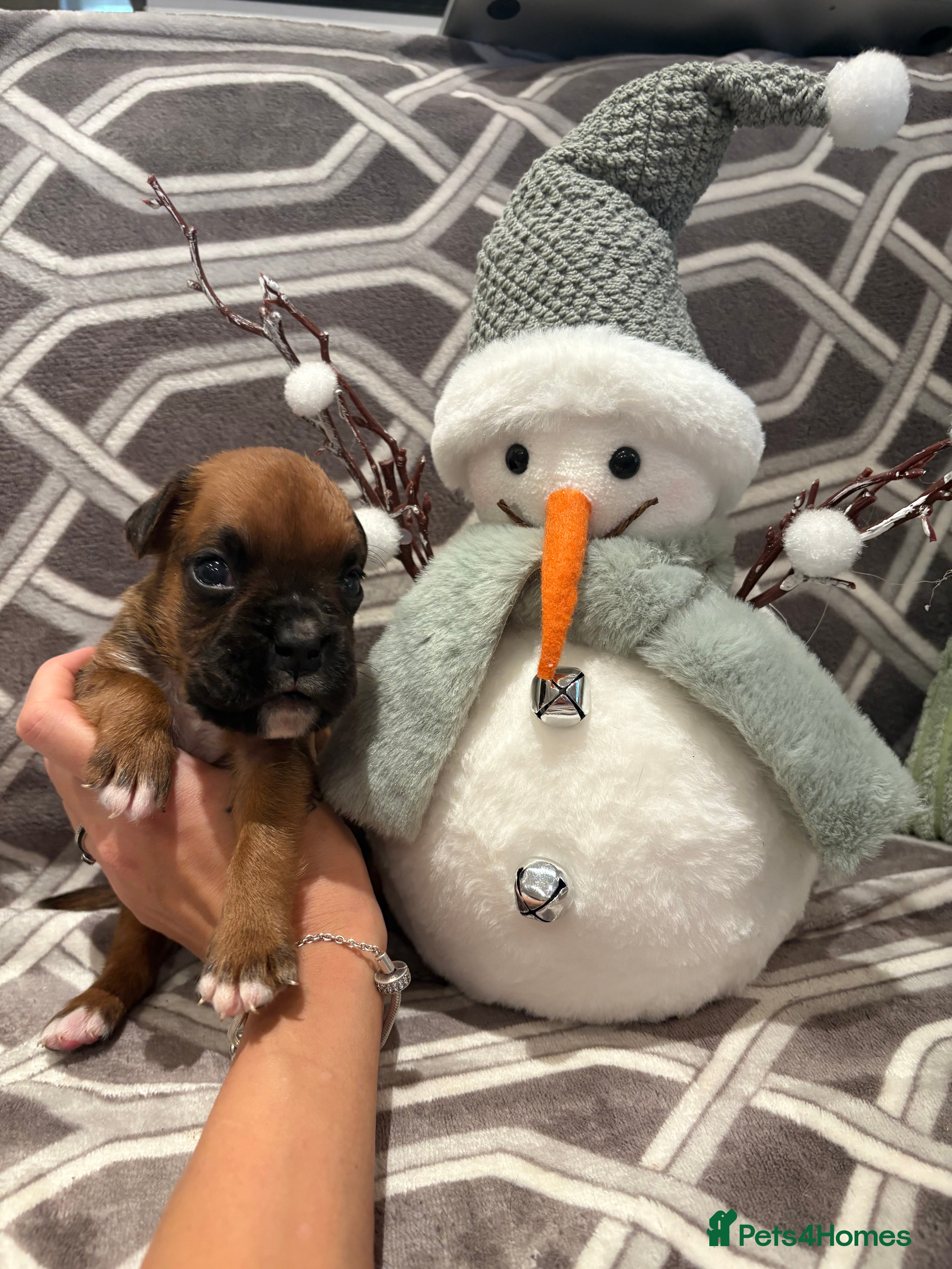 Boxer dogs KC registered boxer puppies - Advert 1