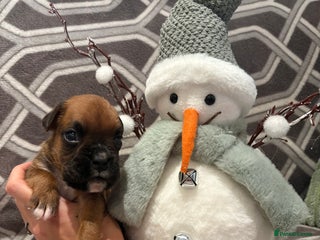 Boxer dogs KC registered boxer puppies - Advert 1