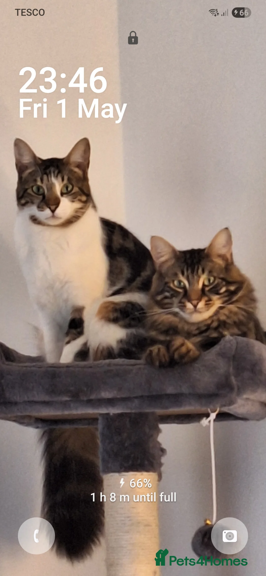 Mixed Breed cats for sale: Beautiful female Calico kitten - Advert 2