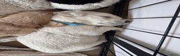 Golden Retriever dogs for sale: Mini Golden Retriever/Dakota Sport Retriever - Advert 3