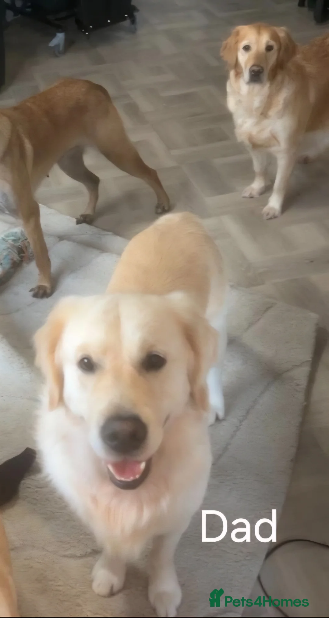 Golden Retriever dogs for sale: Golden retriever puppies ready to go - Advert 2