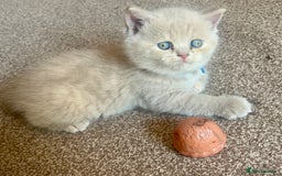 British Shorthair cats for sale: Gorgeous British Shorthair Kittens - Image 1