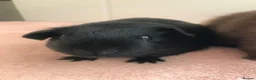Guinea Pig rodents for sale: Retired Teddy Sow - Black Sow & Tweed Boar - Advert 3