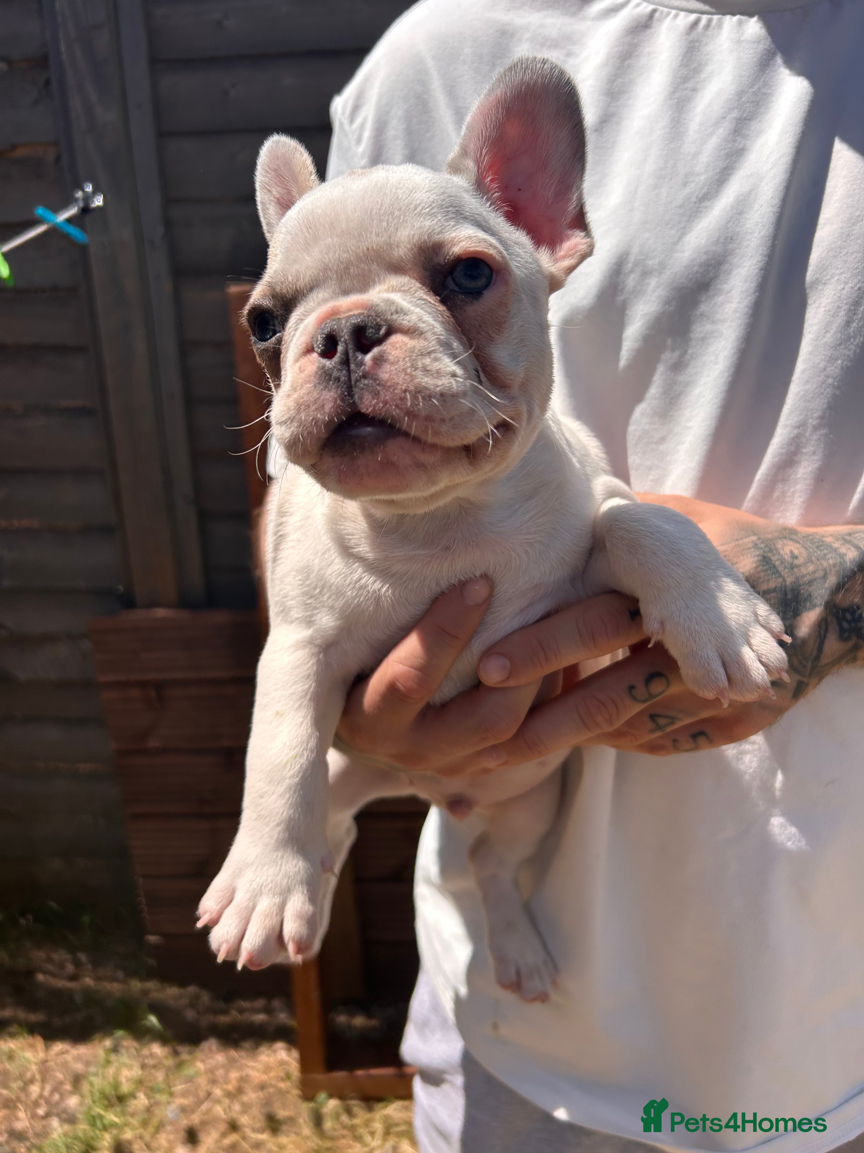 French Bulldog dogs for sale: DWKC French bulldog puppies  - Advert 24