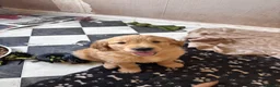 Golden Retriever dogs for sale: Ivys Golden retriever pups 🫶 - Advert 4