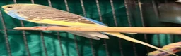 Budgerigars birds for sale: NON-FLYERS  Pair of Budgies – £40 for the pair - Advert 18