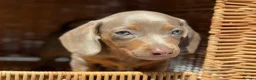 Miniature Dachshund dogs for sale: KC STUNNING COLOURED BLUE EYED SMOOTH & LONG COATS - Advert 26