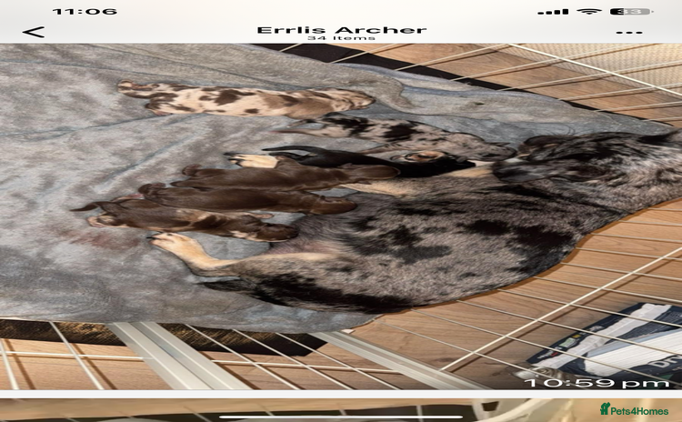 Pug dogs Merle pugs - Advert 1