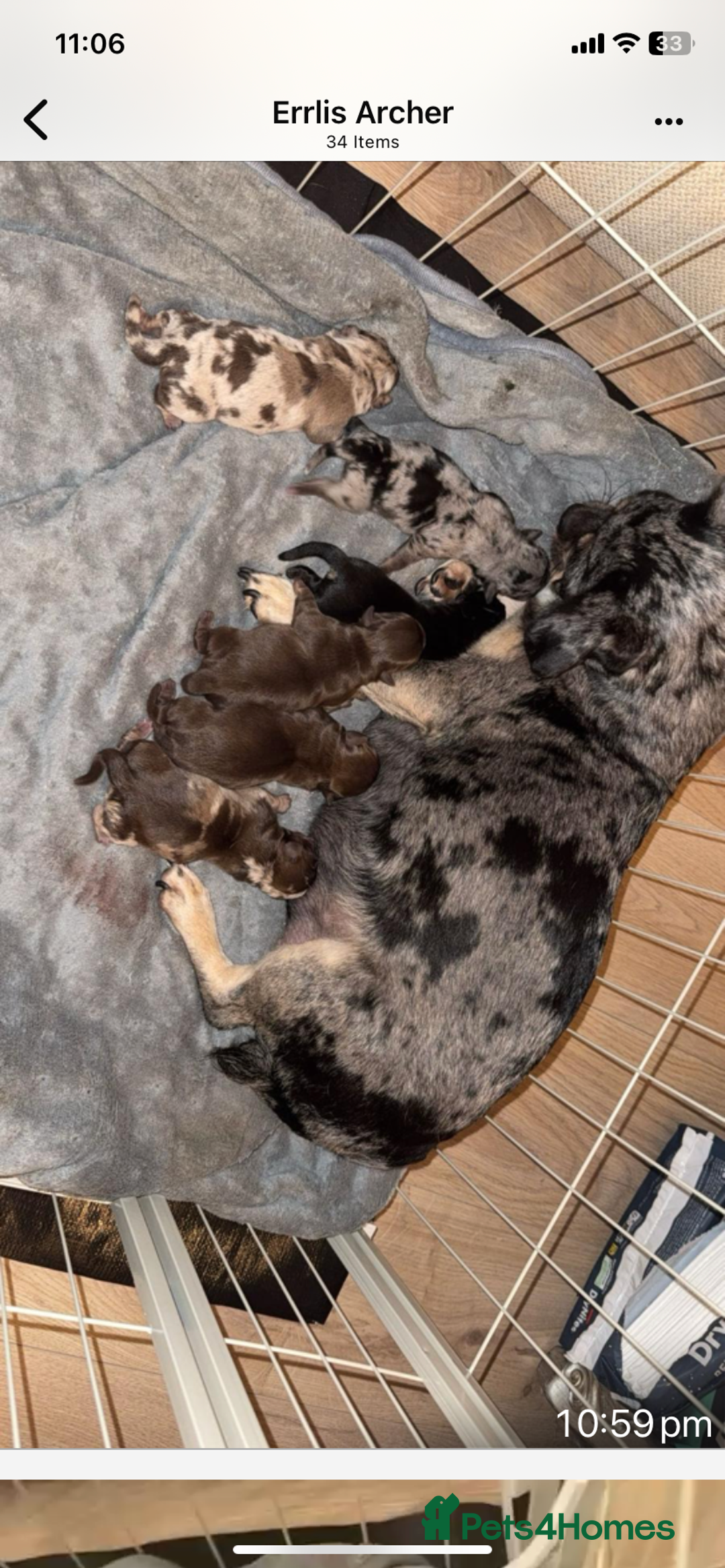 Pug dogs for sale: Merle pugs - Advert 1