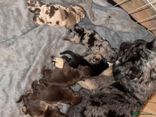 Pug dogs Merle pugs - Advert 1