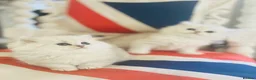 Persian cats for stud: Chinchilla Persian Silver Tip Stud - Advert 10