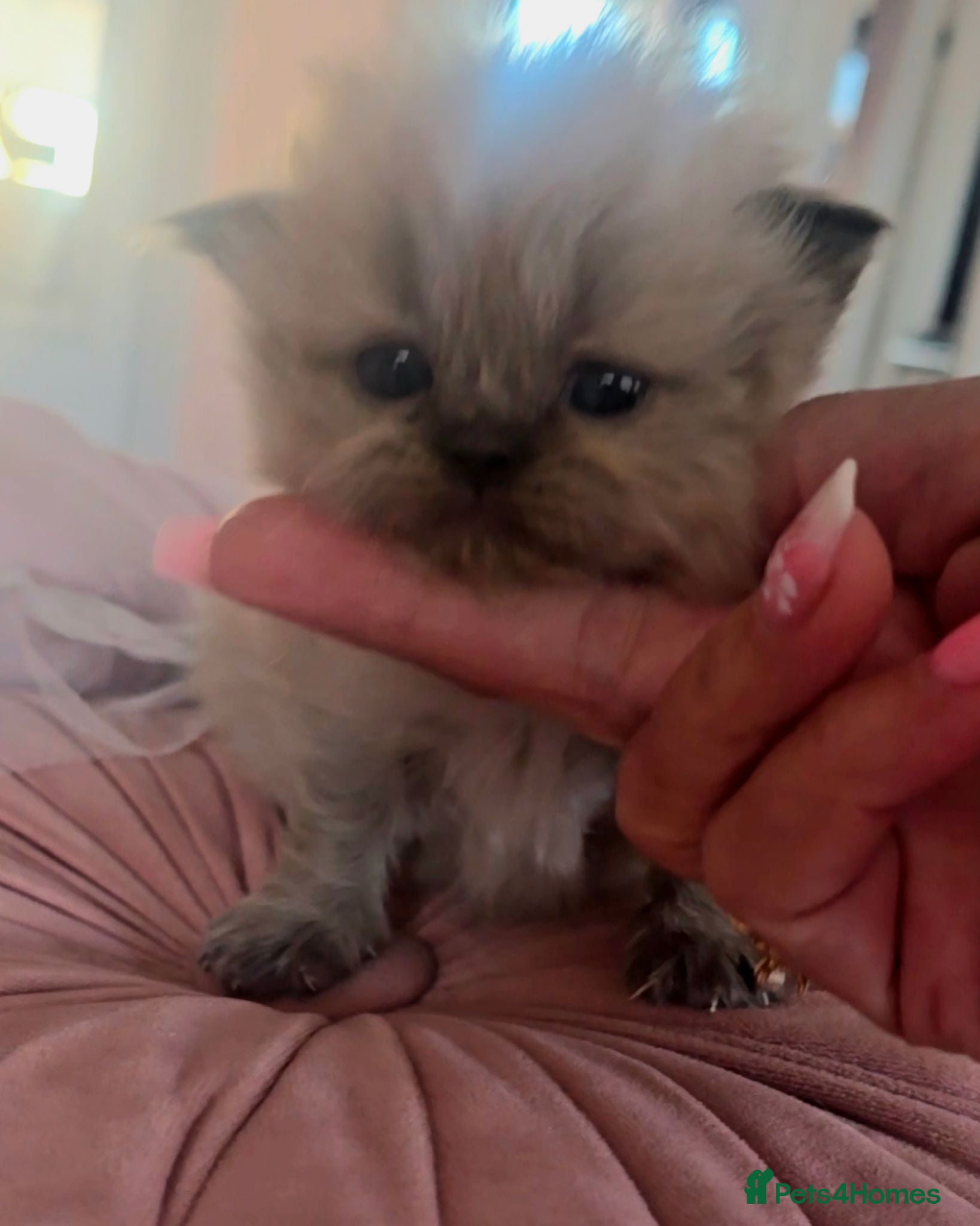 Persian cats Quality Minuet Persians - Advert 2