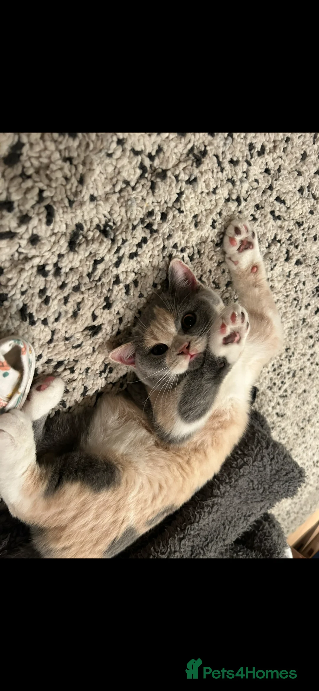 British Shorthair cats for sale: Active beautiful friendly girl  - Advert 7