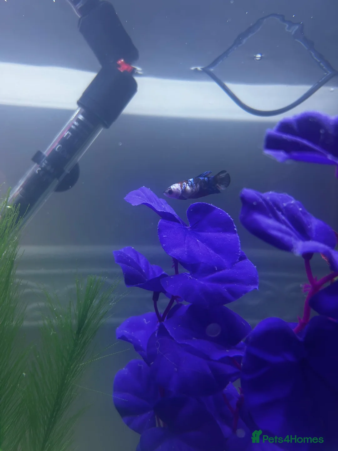 Bettas fish for sale: Female Koi Betta - Advert 1
