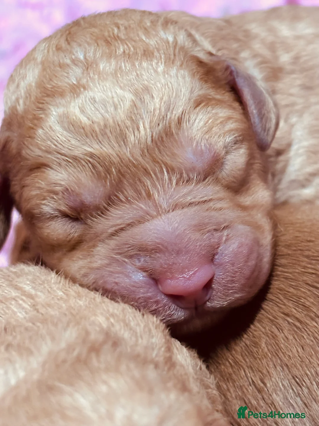 Labradoodle dogs for sale: Medium sized F1b Labradoodles  - Advert 6