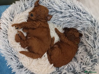 Miniature Poodle dogs 🐩 Pedigree KC Red Miniature Poodles DNA tested 🐩 - Advert 1