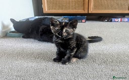 Mixed Breed cats for sale: Beautiful kittens - Image 7