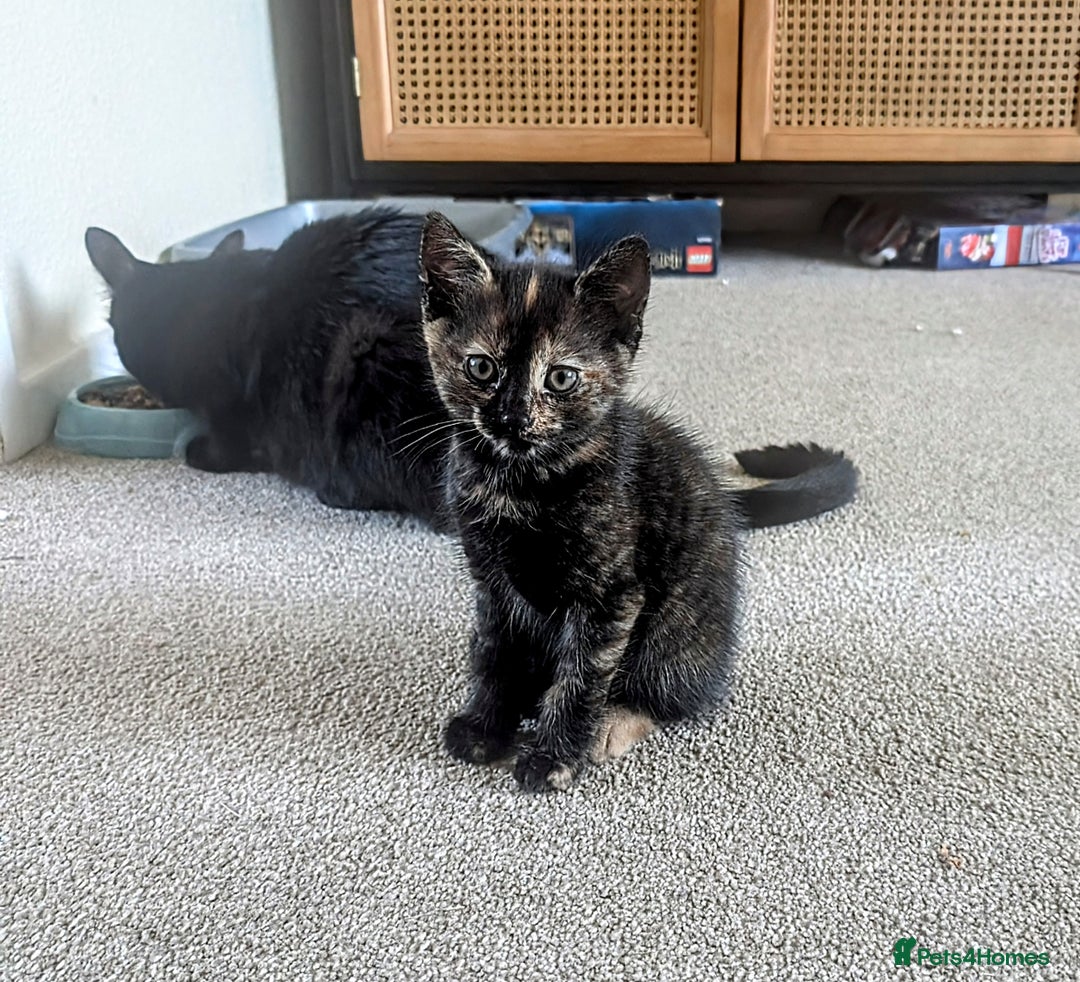 Mixed Breed cats for sale: Beautiful kittens - Image 7