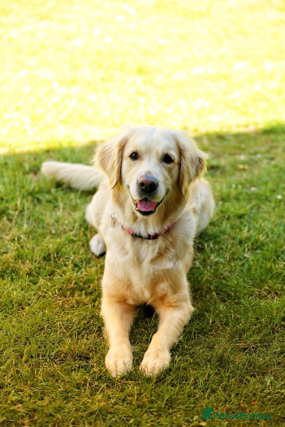 Golden Retriever dogs KC Registered Golden Retriever Puppies Available - Advert 1