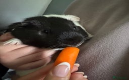 Guinea Pig rodents for sale: Male Guinea pigs - Image 4
