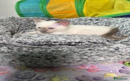 Siamese cats for sale: Beautiful Siamese Kittens - Advert 9