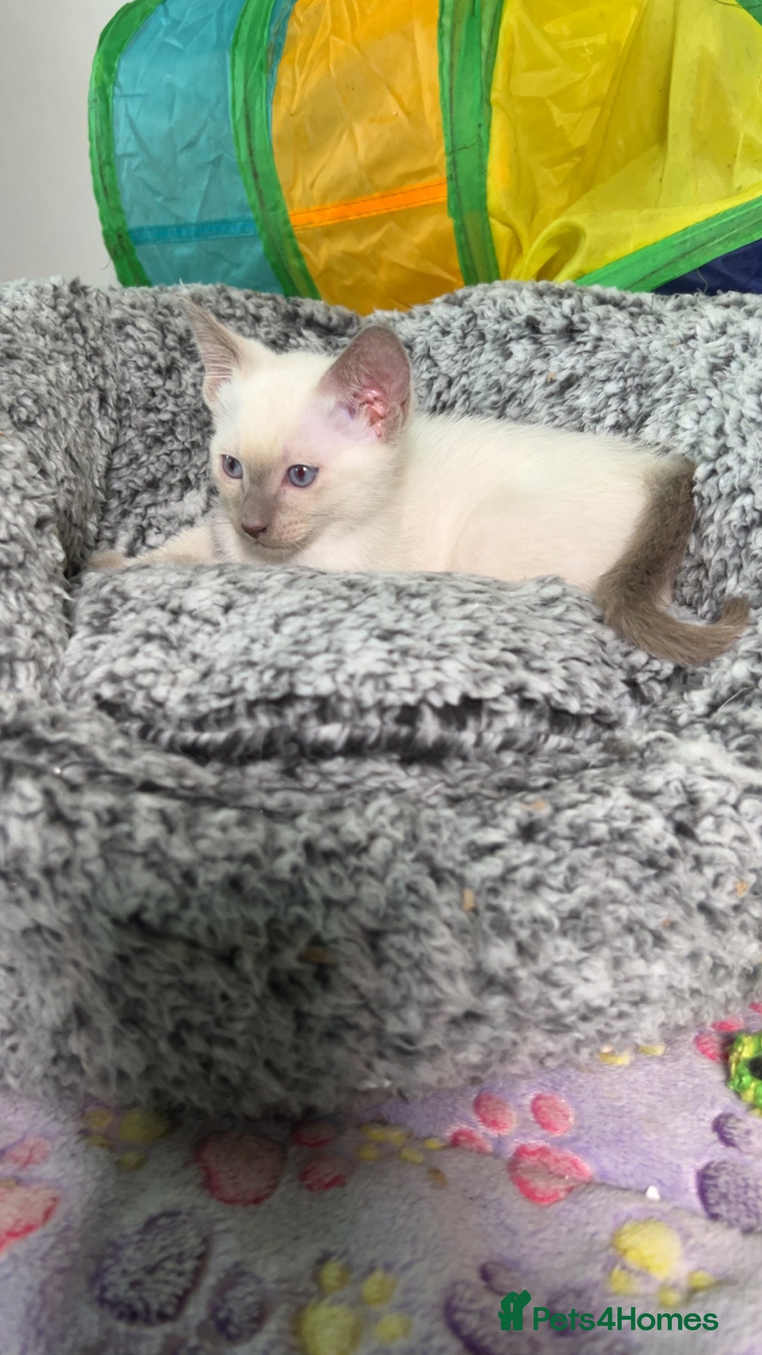 Siamese cats for sale: Beautiful Siamese Kittens - Advert 9