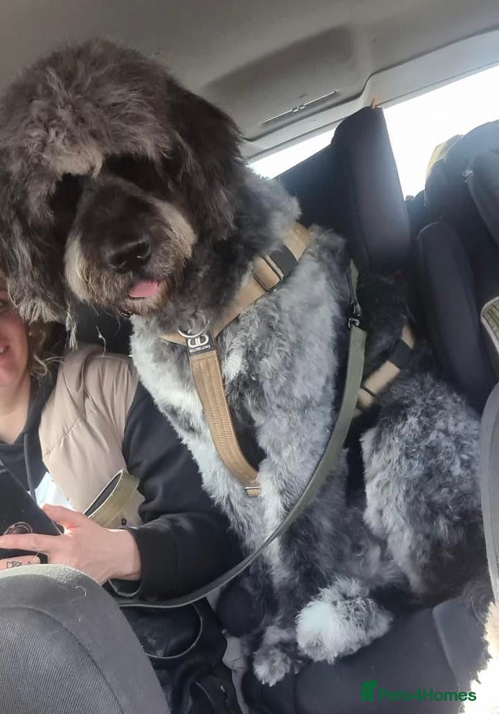 Saint Berdoodle dogs F1B SAINT BERNADOODLE REDUCED 1000 READY TODAY - Advert 1