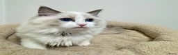 Ragdoll cats for sale: TICA Reg Ragdoll Kittens from Show-Winning Lines - Advert 15