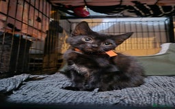 Mixed Breed cats for sale: Adorable black kittens for sale  - Image 6