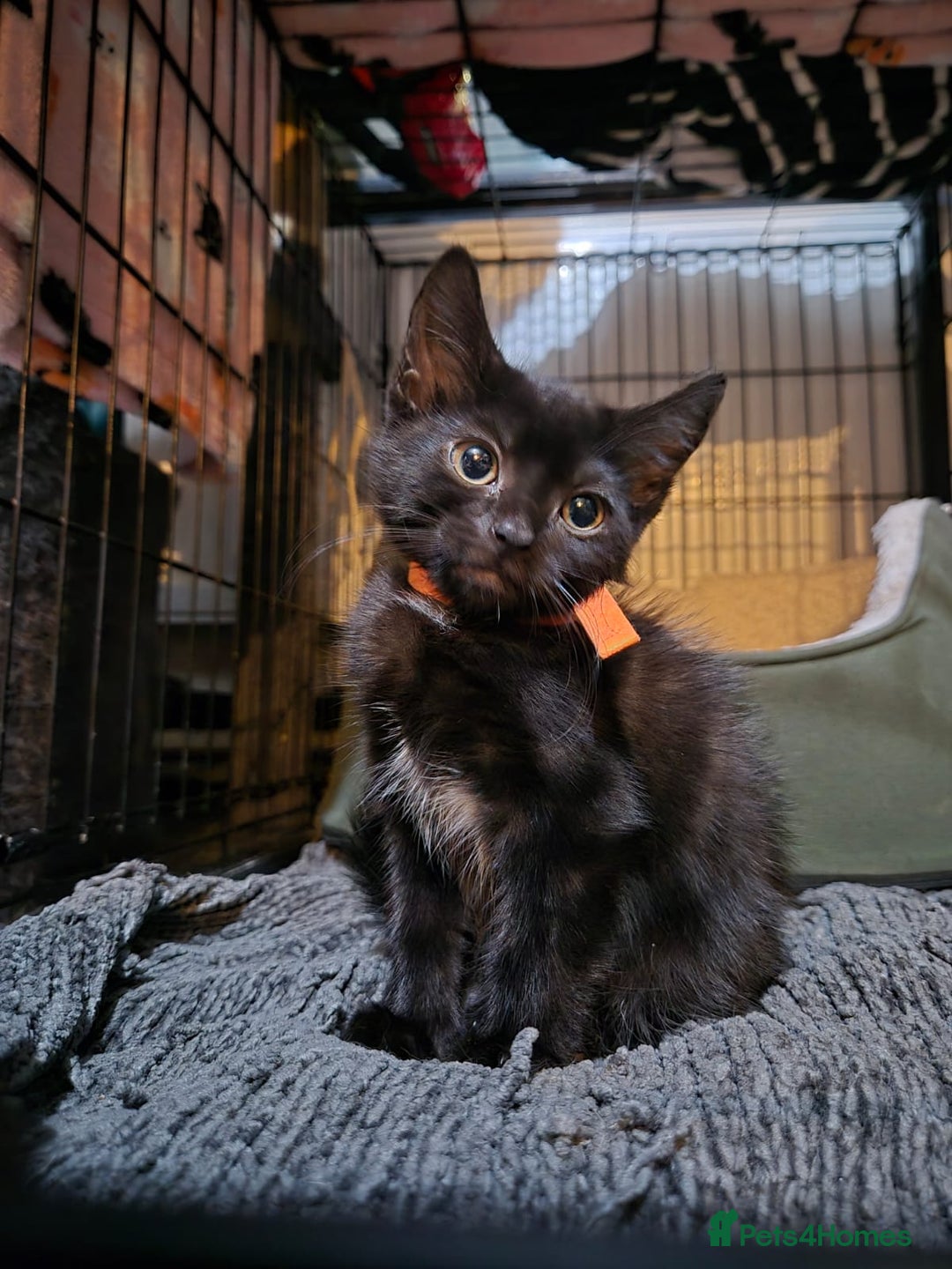 Mixed Breed cats for sale: Adorable black kittens for sale  - Image 6